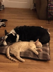 Libby and Shepherd Snoozing