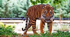 sumatran-tiger-518771_1920-e1473866221681-750x399